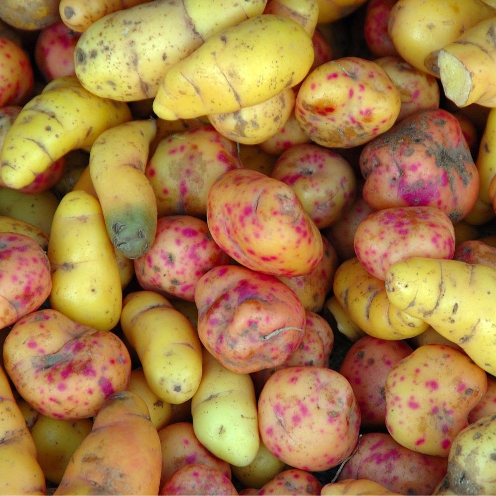 Processed Roots & Tubers