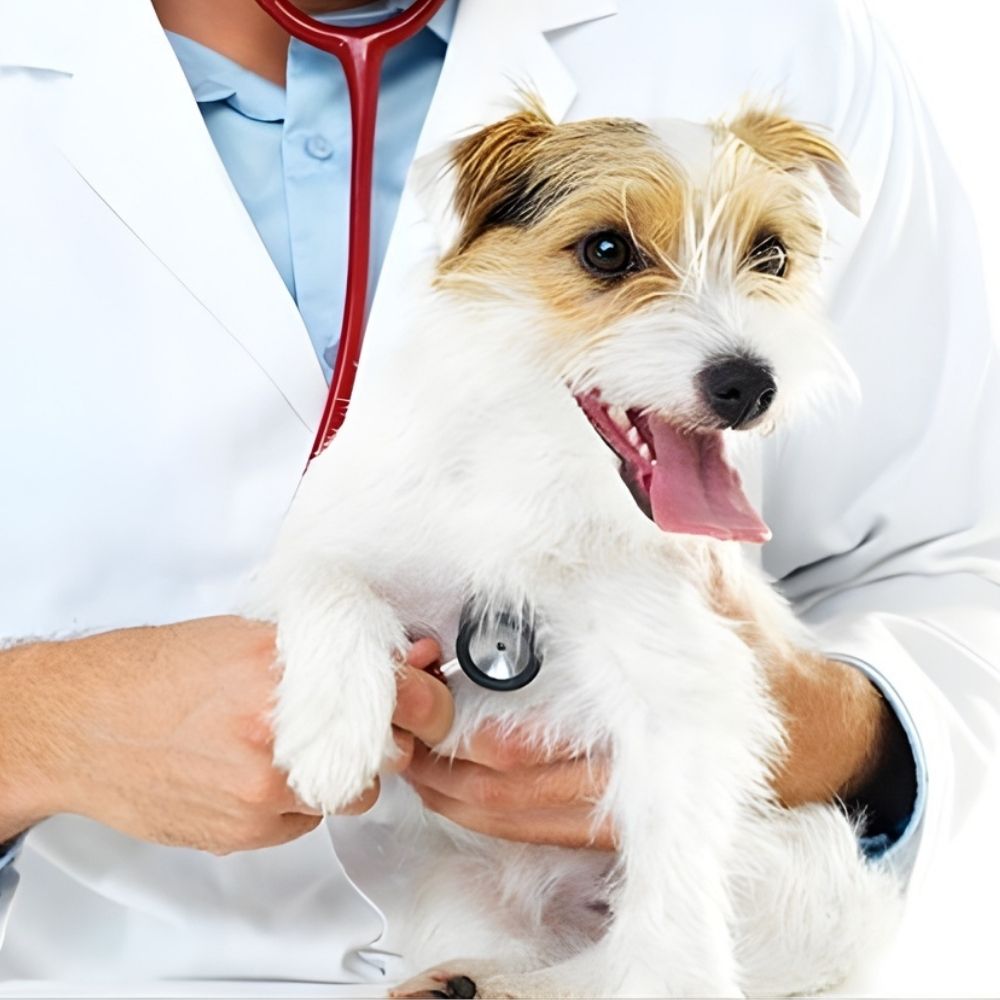 Veterinary Medicine