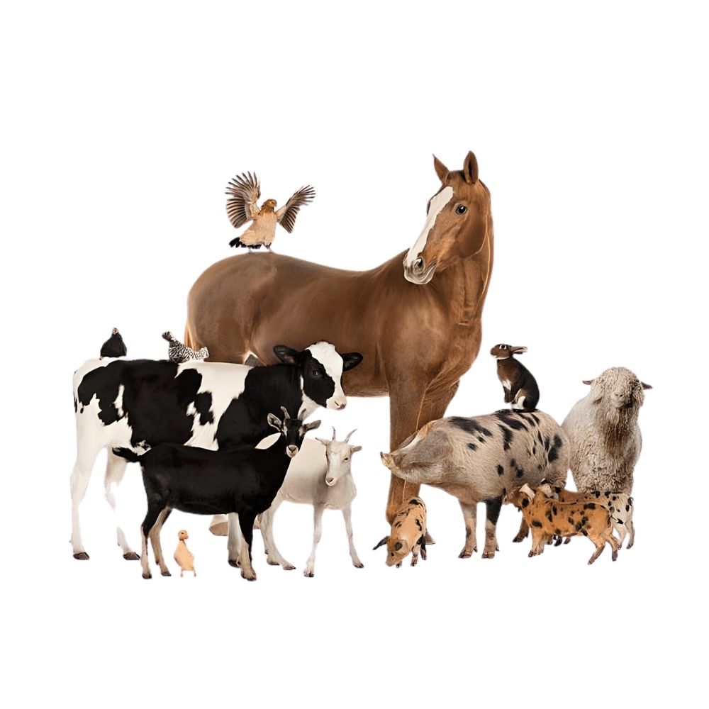 Buffalo, Cattle, Horse