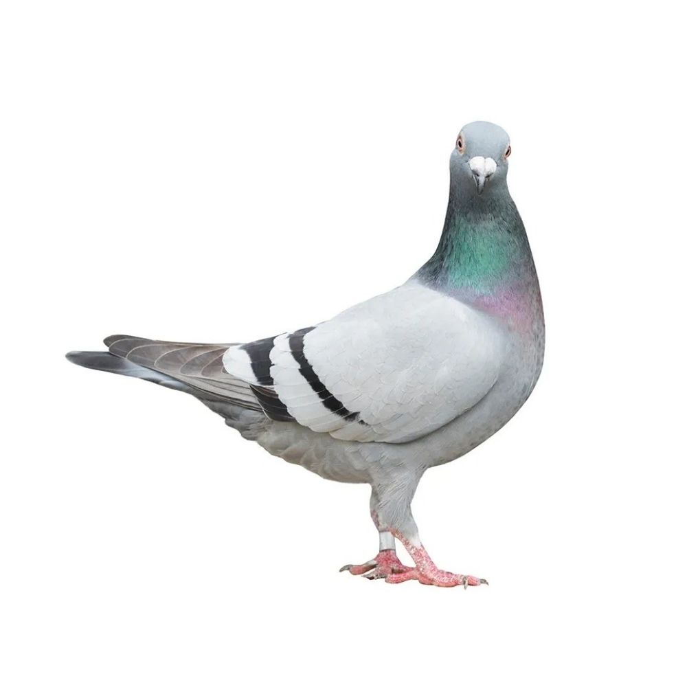 Pigeon