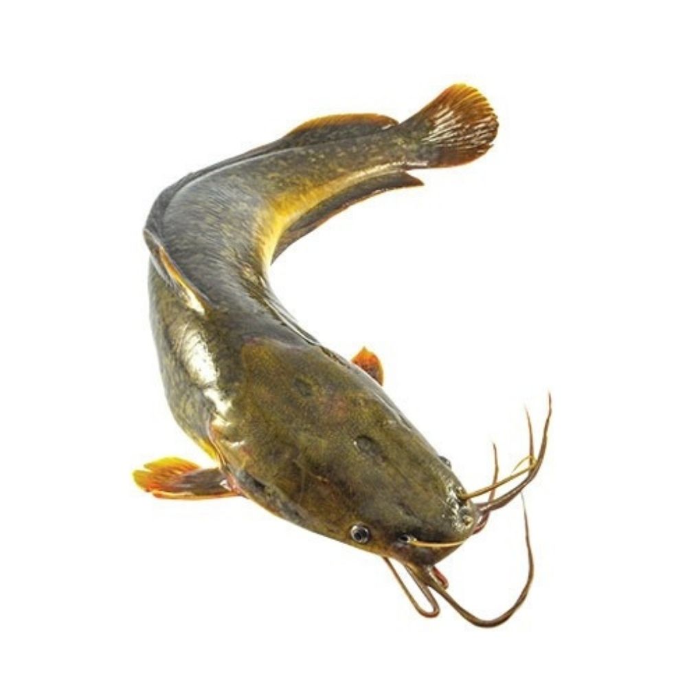 Catfish