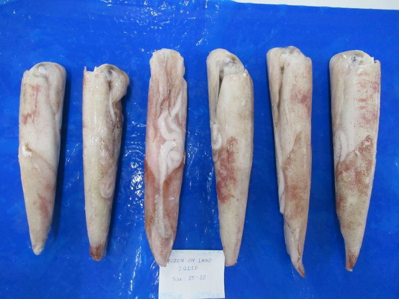 Frozen whole round squid (Sea Frozen/ Land Frozen)