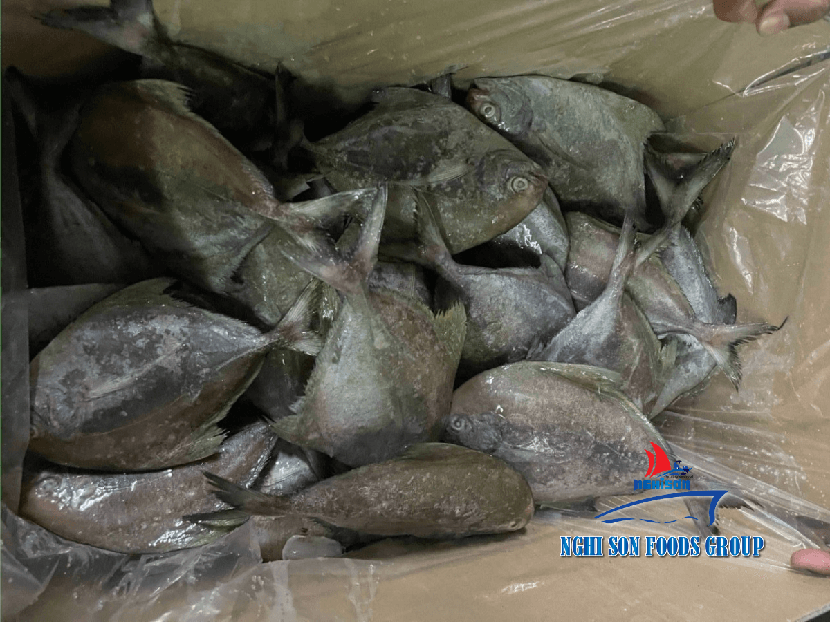 Frozen Black Pomfret
