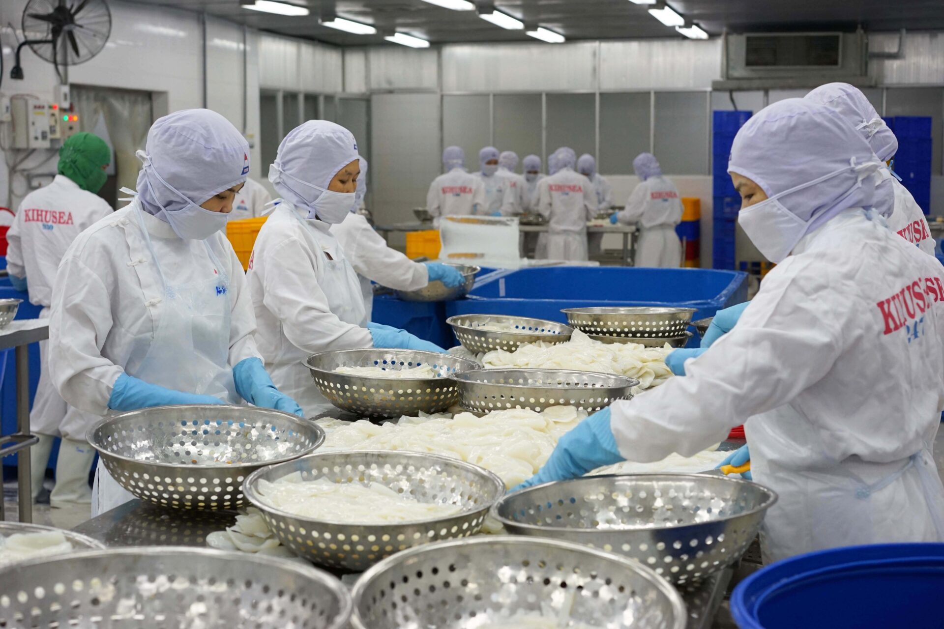 Whole cleaned cuttlefish