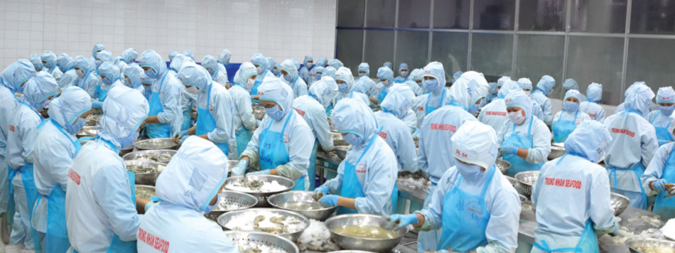 HOSO Black Tiger Shrimp