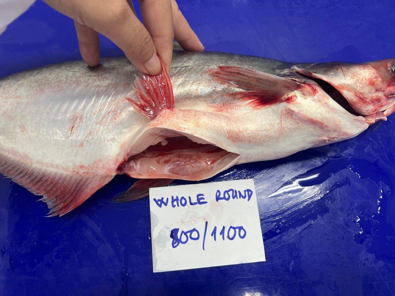 FROZEN PANGASIUS WHOLE CLEANED