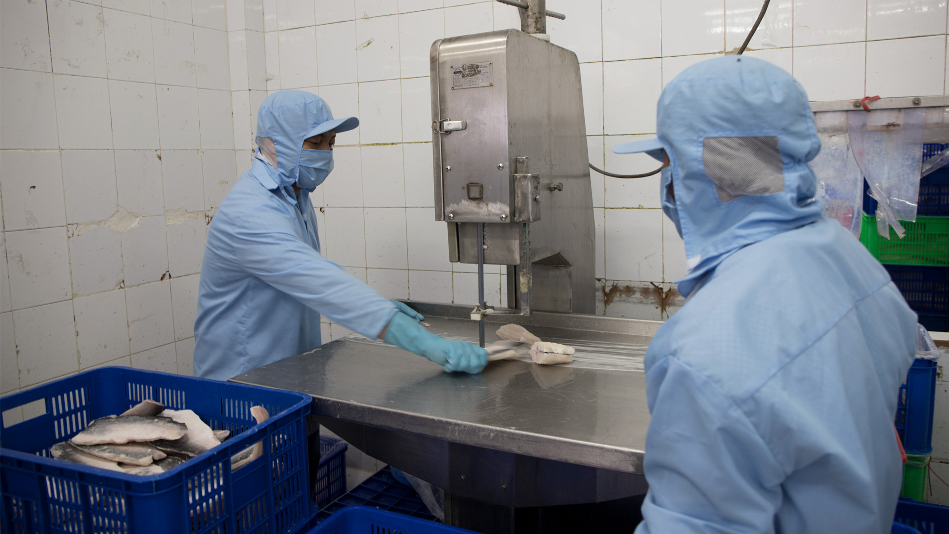 Frozen Pangasius Fillet – Skin On