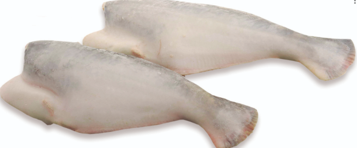 Pangasius catfish