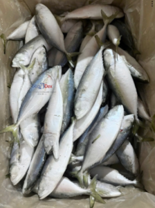 Frozen Indian mackerel