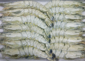 Black Tiger Hoso Shrimp