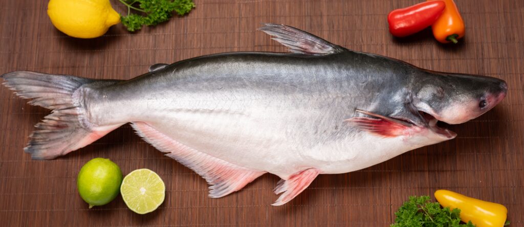 Pangasius whole round, head on