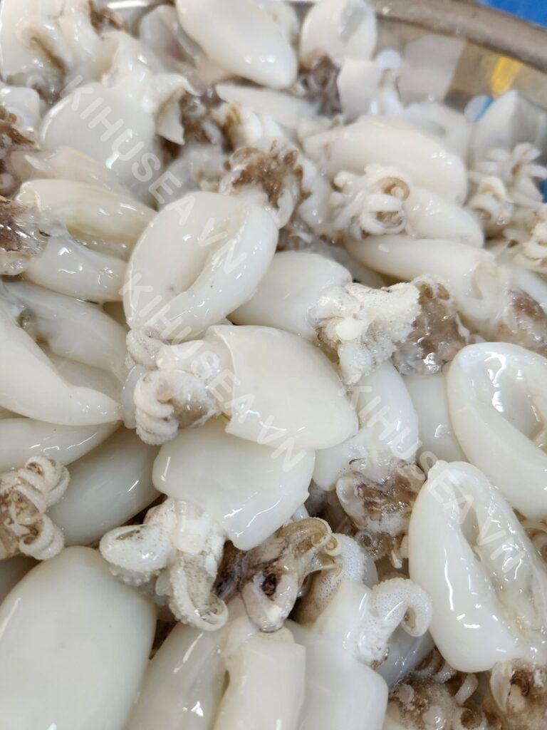 Whole cleaned cuttlefish