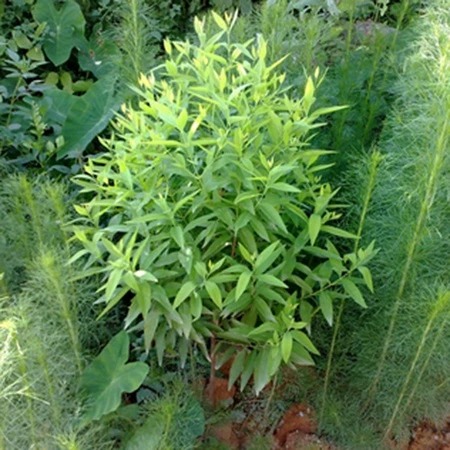 Indian white sandalwood seedlings