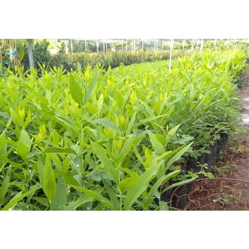 Indian white sandalwood seedlings