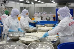 Whole cleaned cuttlefish