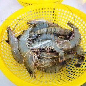 Black Tiger Head On Shell On