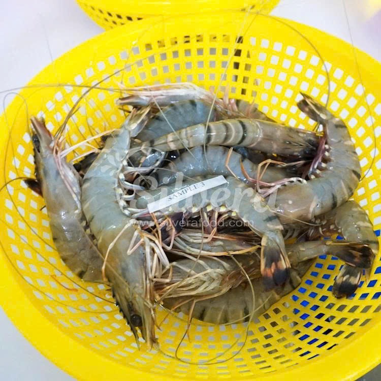 Black Tiger Head On Shell On