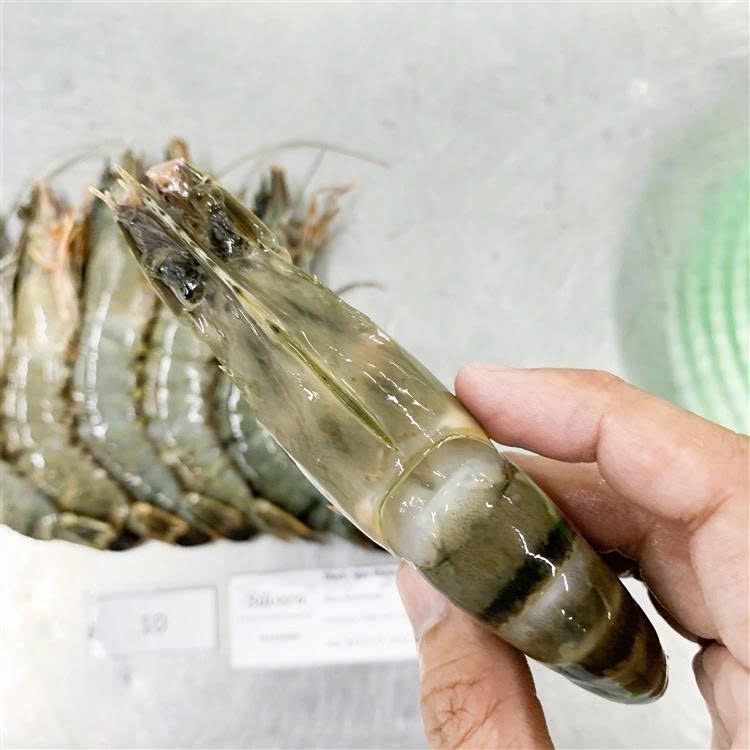 Black Tiger Head On Shell On